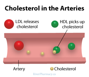 hdl-ldl-cholesterol